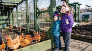 Children-with-chickens-at-LOVE-Gorgie-Farm